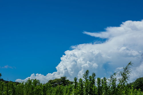 青空に立ち上がる積乱雲と手前の緑の植物が映える夏空の風景