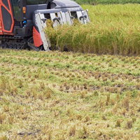 赤いコンバインによる稲刈りと収穫の瞬間、刈取機による農作業の写真