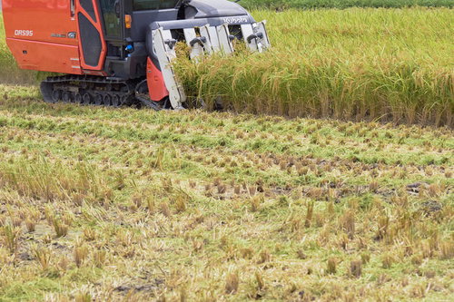 赤いコンバインによる稲刈りと収穫の瞬間、刈取機による農作業