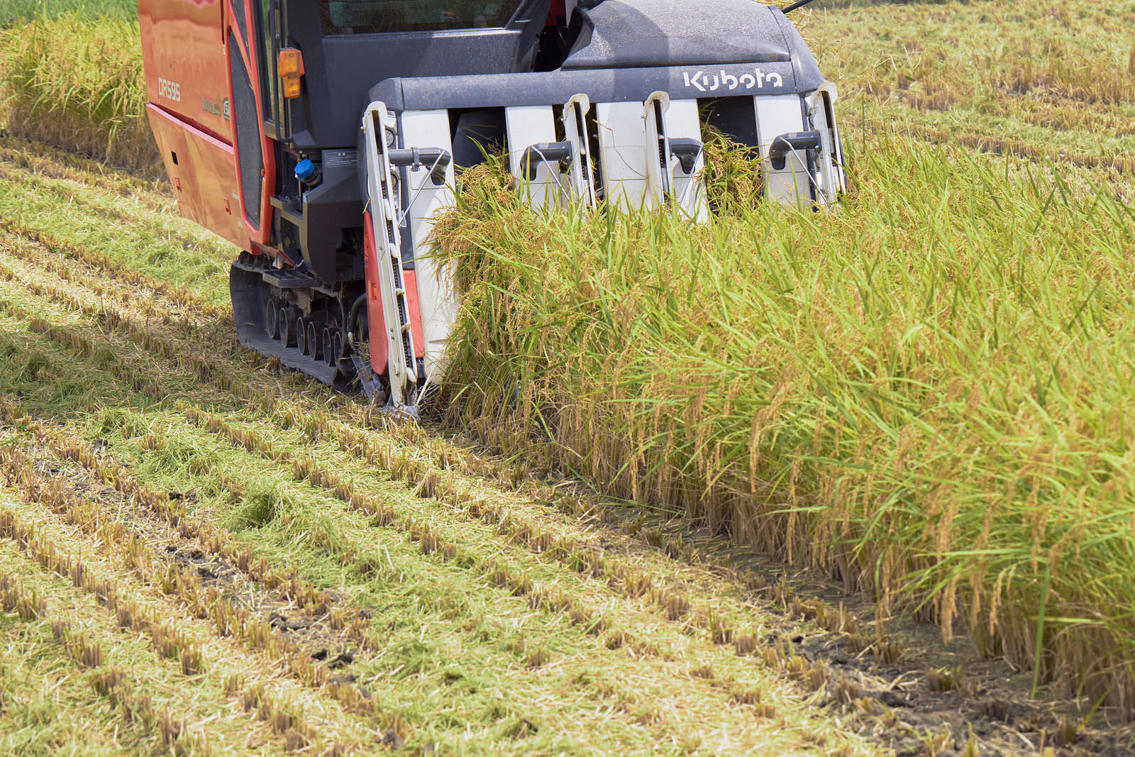 田んぼでクボタのコンバイン機械で稲を刈る収穫作業