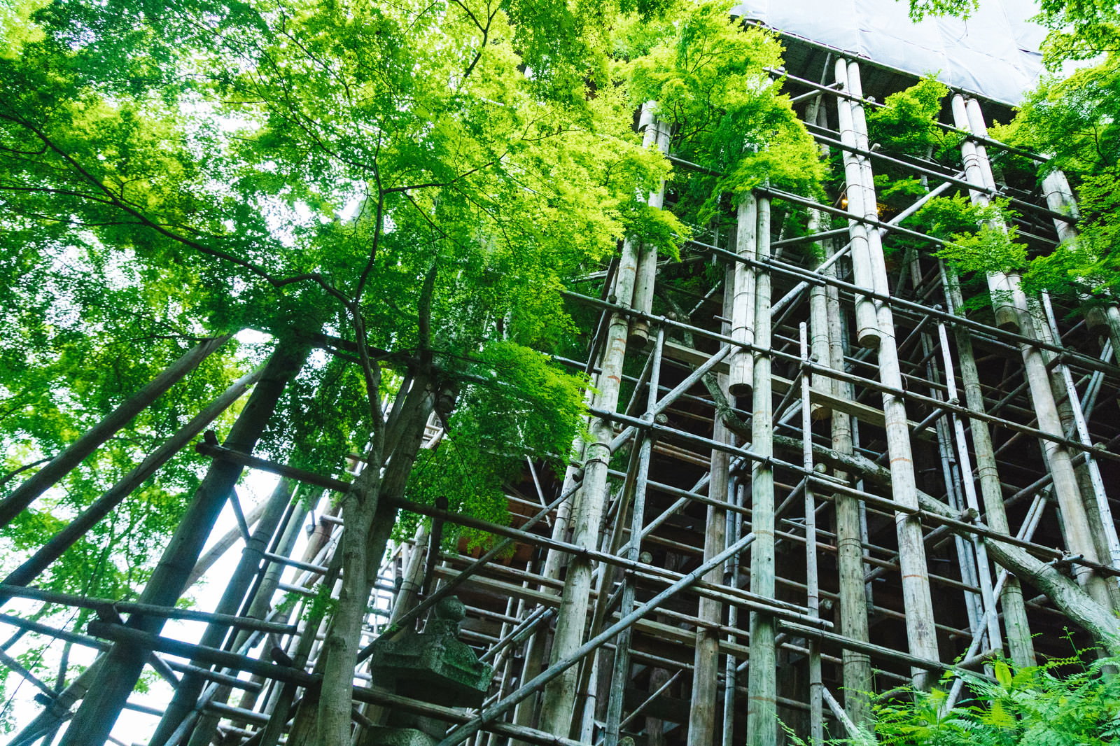平成の大改修で工事中の清水寺本堂の足場と新緑の木々