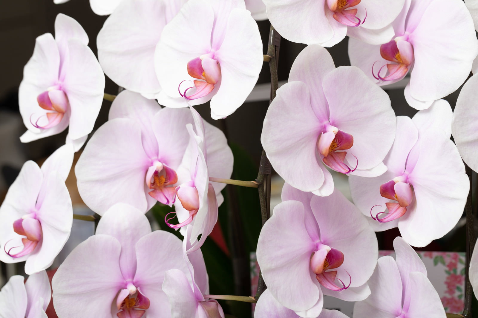 薄ピンクの花びらと赤紫の中心部が特徴的な胡蝶蘭の花