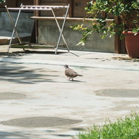 庭のコンクリート地面をゆっくり歩く野生の鳩の写真