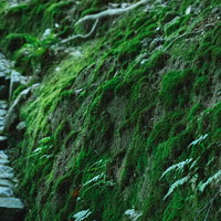道横の岩や石に生える緑の苔、清流のそばの湿った環境の写真