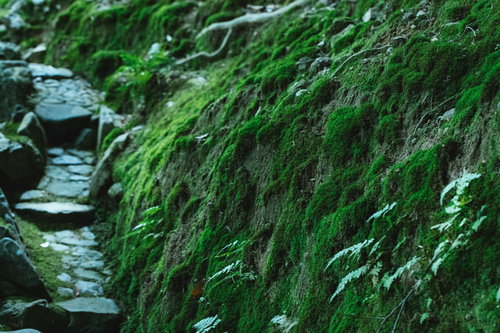 道横の岩や石に生える緑の苔、清流のそばの湿った環境