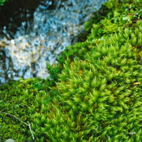 森林の小川と苔に覆われた岩の自然風景の写真