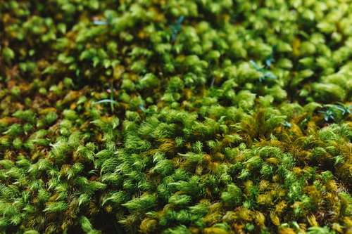 シュルシュルと密集して広がる緑の苔のテクスチャ