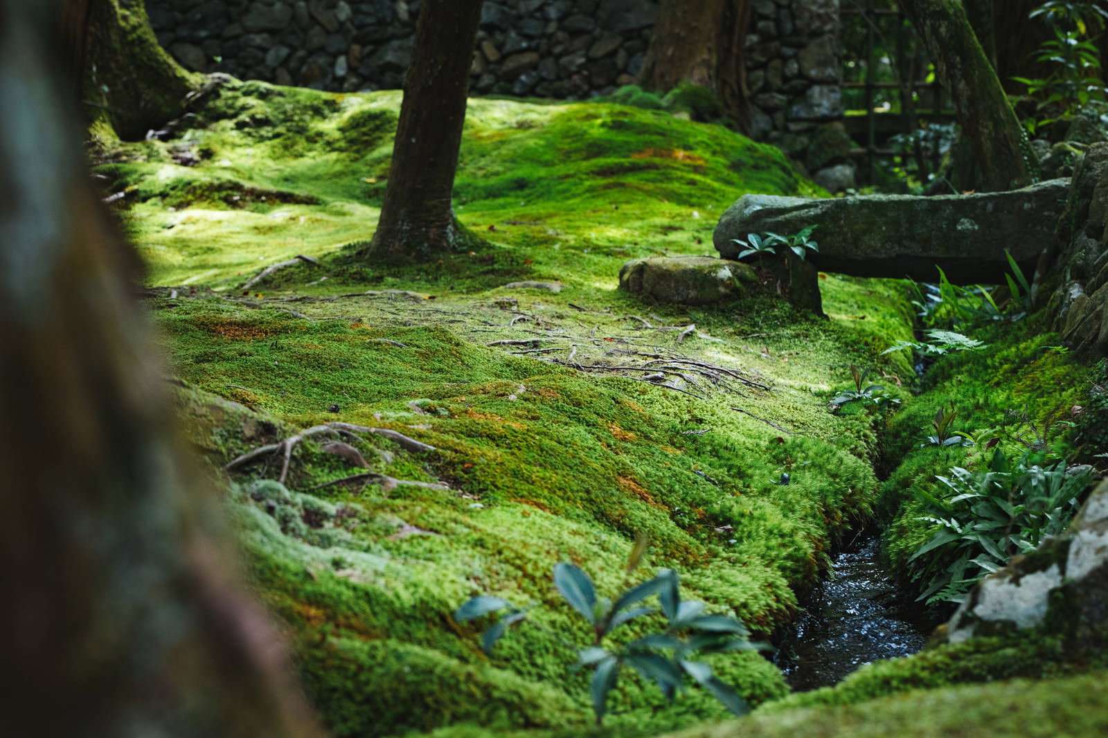 苔に覆われた庭園の風景