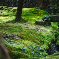 苔に包まれた寺院庭園の写真