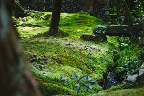 苔に包まれた寺院庭園