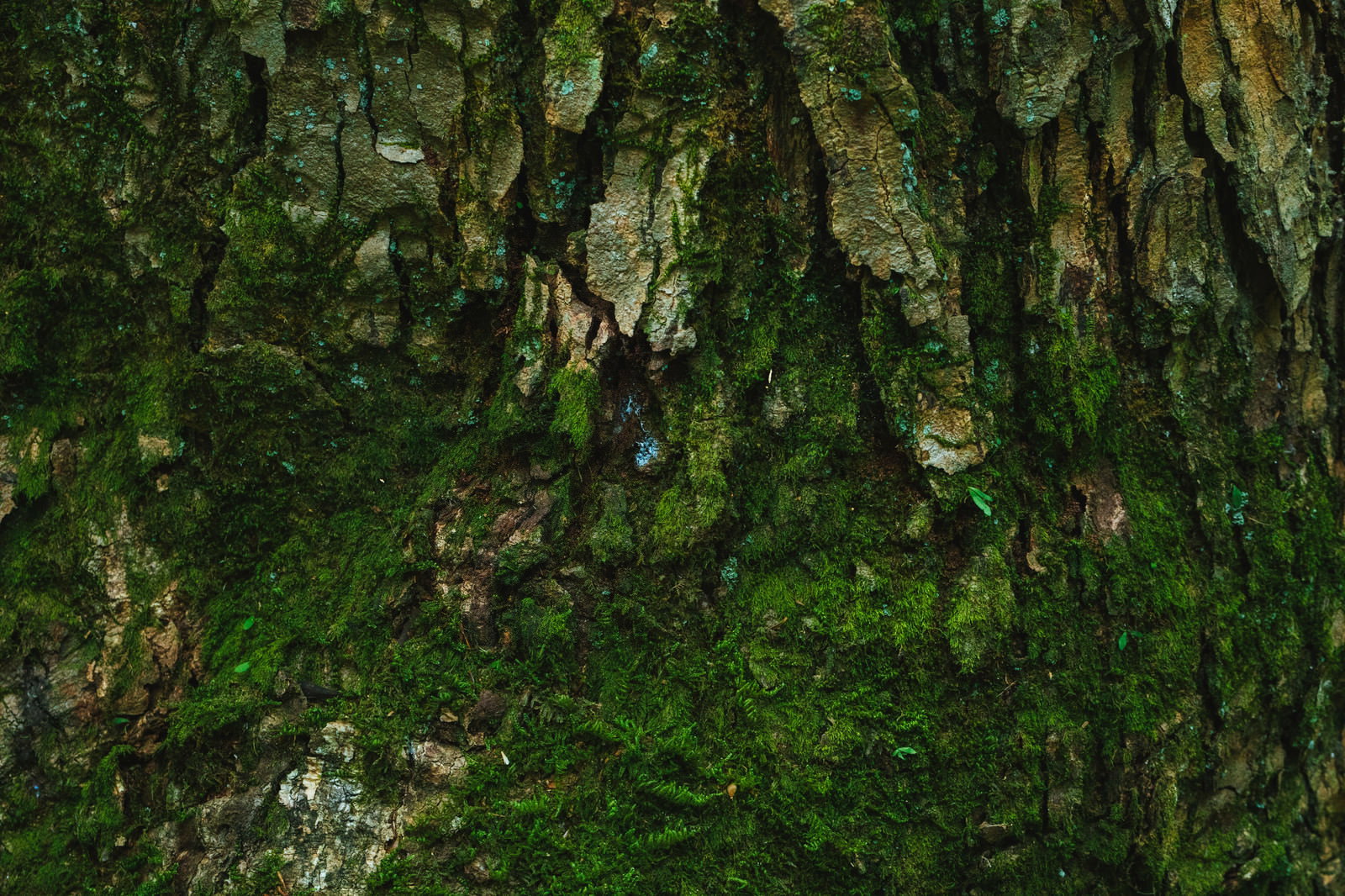 木の幹の樹皮に緑の苔が生えているクローズアップ