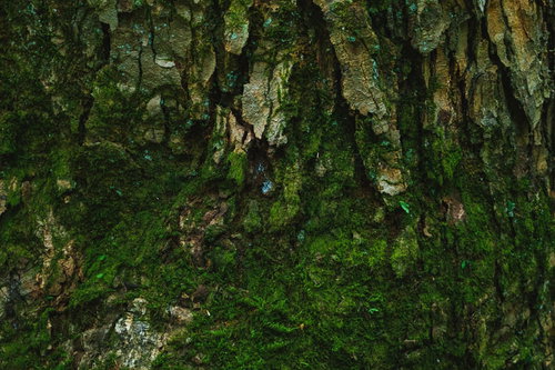 樹皮に密生する緑の苔のクローズアップ
