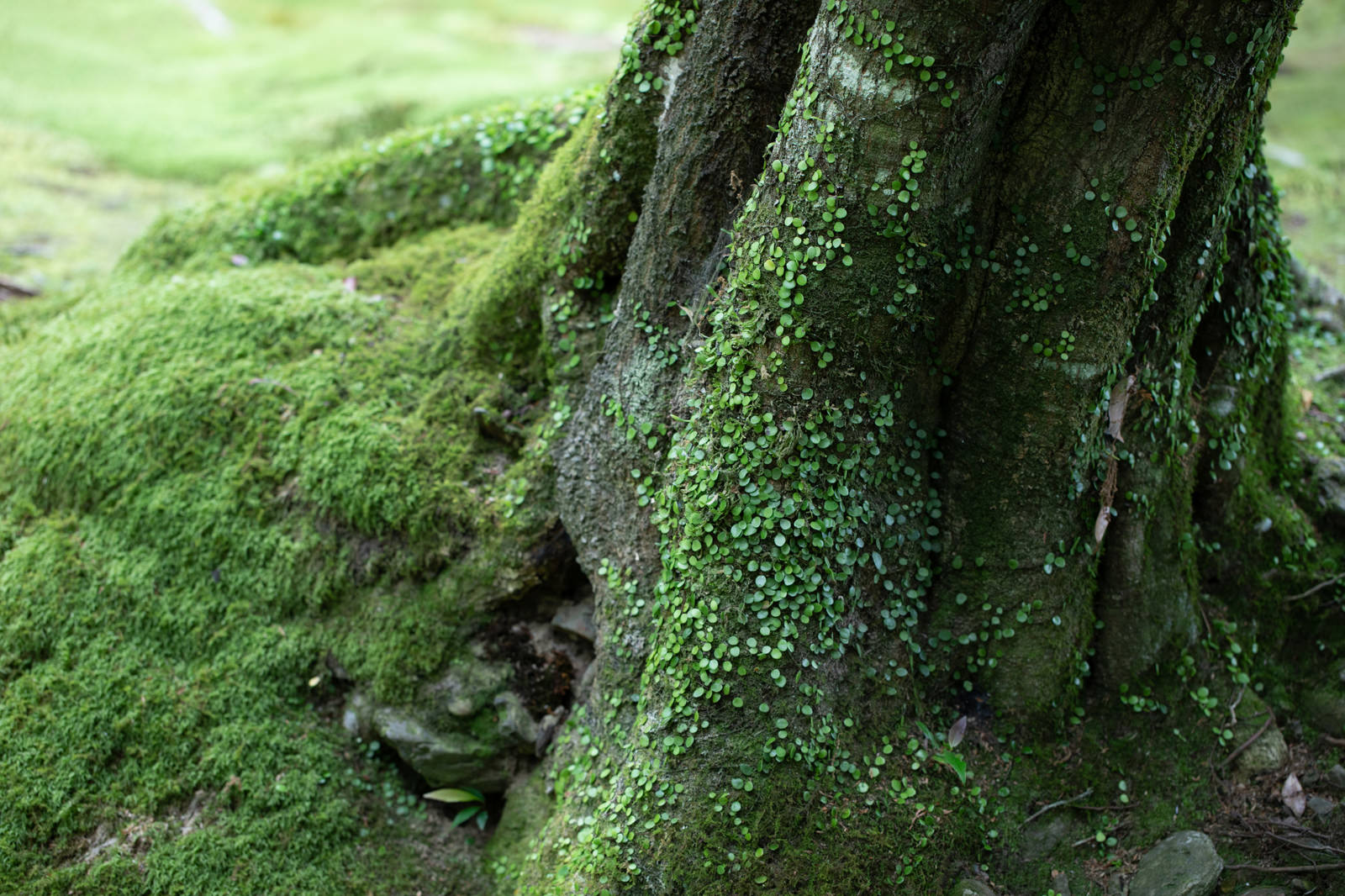 木の根元に密生する鮮やかな緑の苔と森の地面