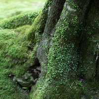 木の根元に生える苔と樹木、湿った森林の地面の写真