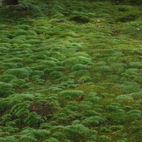 地面一面をもこもこ覆う苔の群生の写真