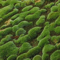 ふわふわとした質感の苔もっこり、湿った環境で群生する苔むした岩の写真