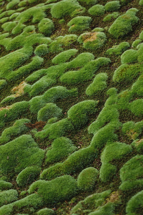 ふわふわとした質感の苔もっこり、湿った環境で群生する苔むした岩