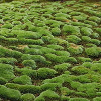 地面を覆うまだら模様の苔もっこり、クッション状に隆起した緑色の苔の写真