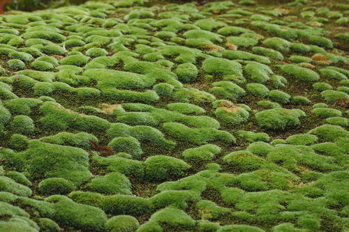 地面を覆うまだら模様の苔もっこり、クッション状に隆起した緑色の苔