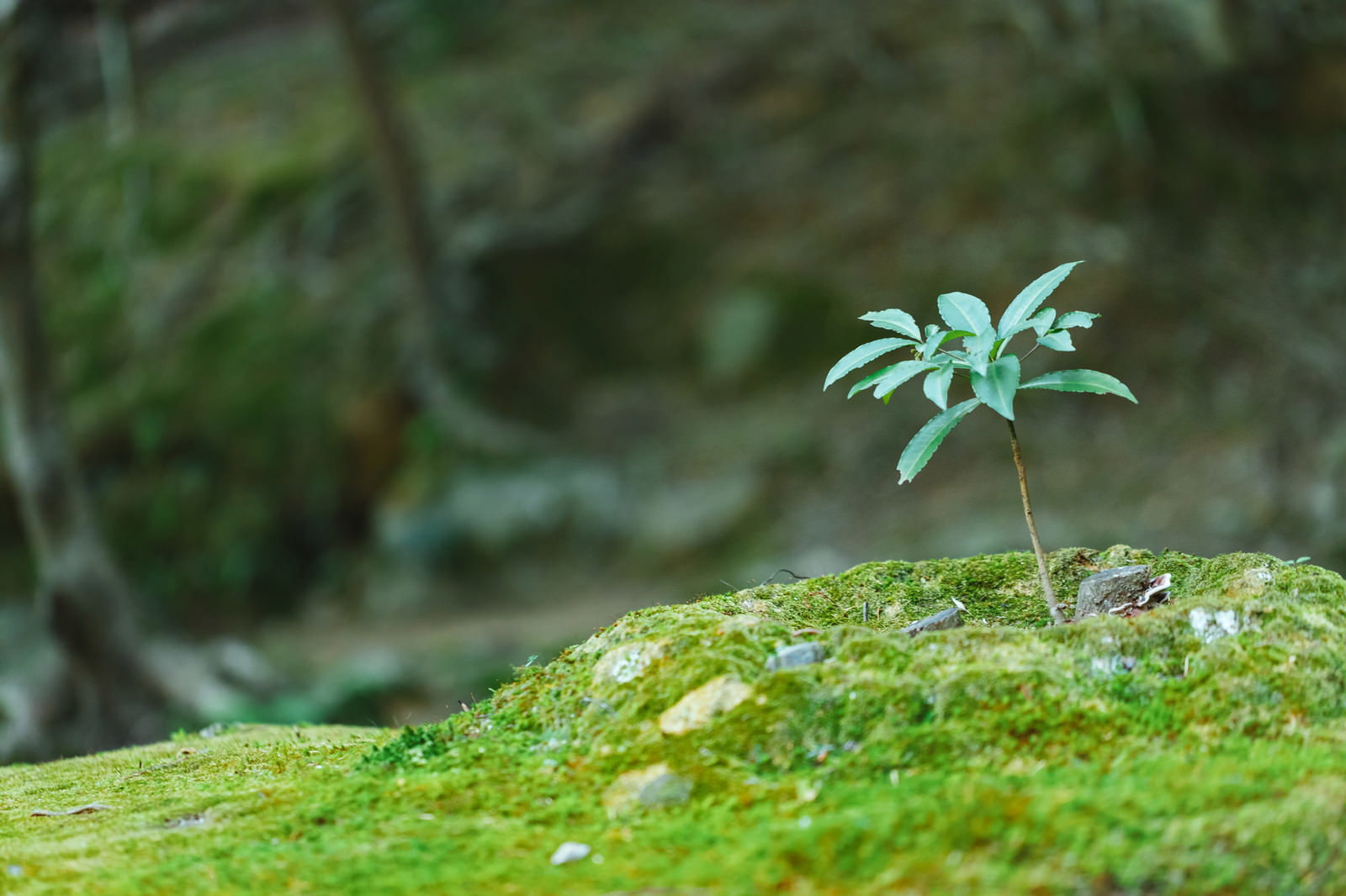 地面を覆う苔の中に小さな苗木