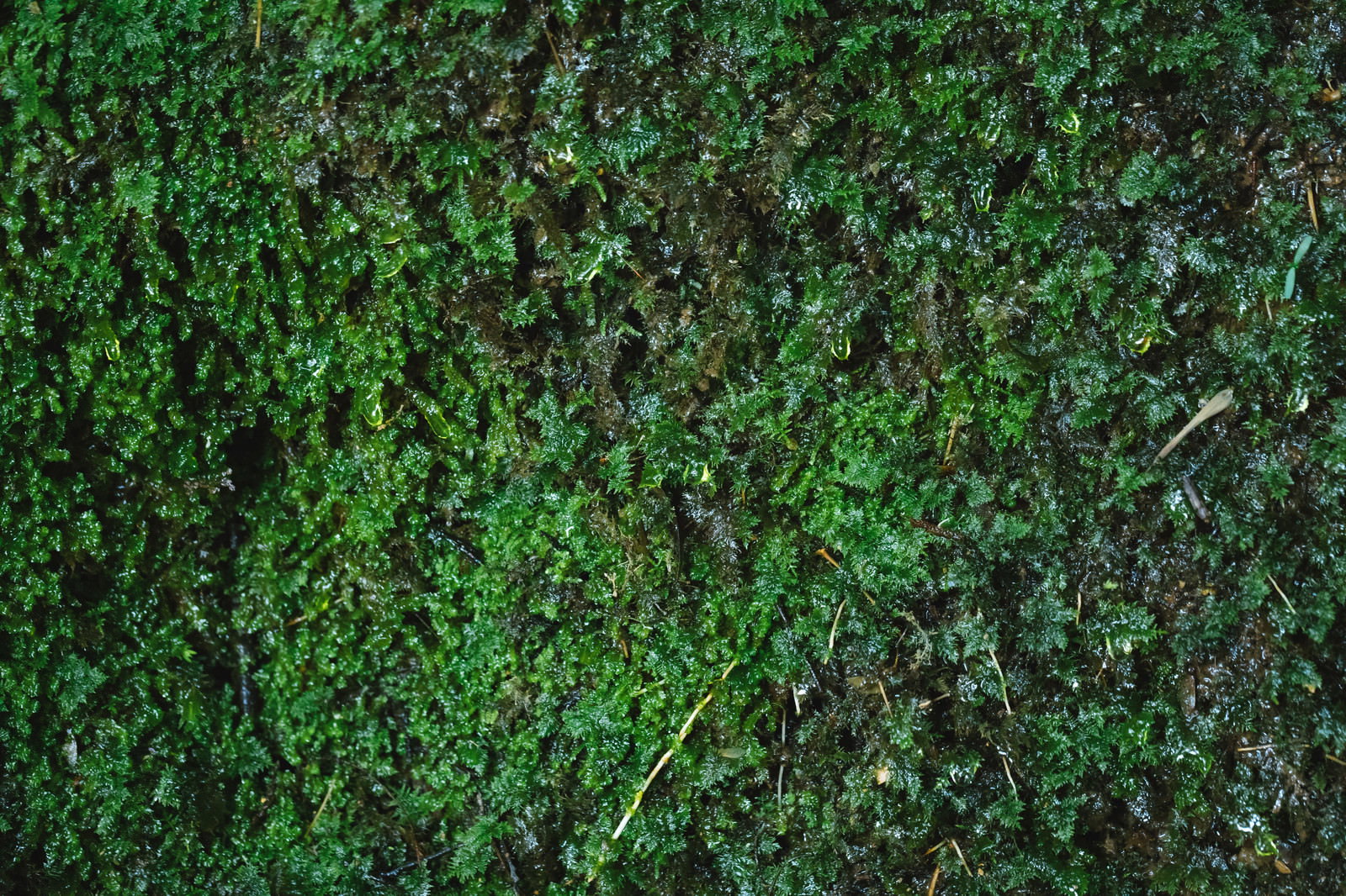 湧水で濡れた鮮やかな緑色の苔のテクスチャー