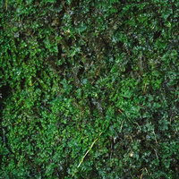 湧水で濡れる苔のテクスチャーの写真