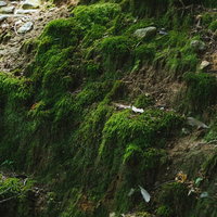 灰色の岩壁に生える苔の写真