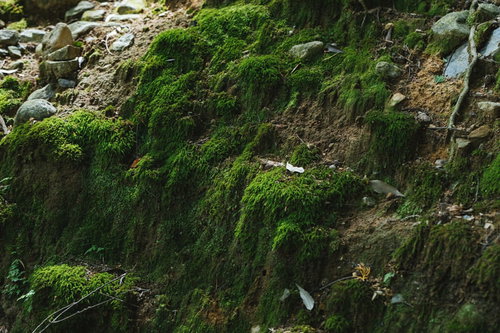 灰色の岩壁に生える苔