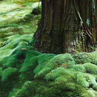 木の根元に厚く生えるもこもこした苔のクローズアップの写真