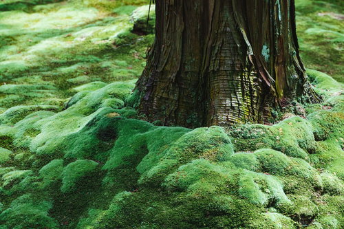木の根元に厚く生えるもこもこした苔のクローズアップ