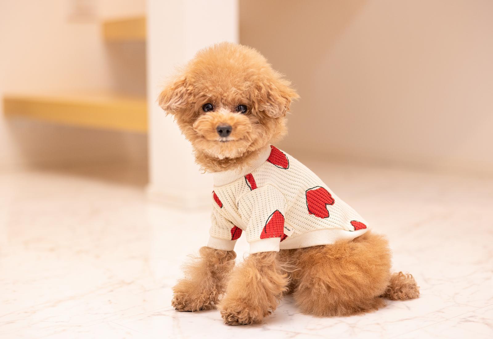 赤いハート模様のセーターを着たトイプードルの子犬が座っている［モデル：こてつ］