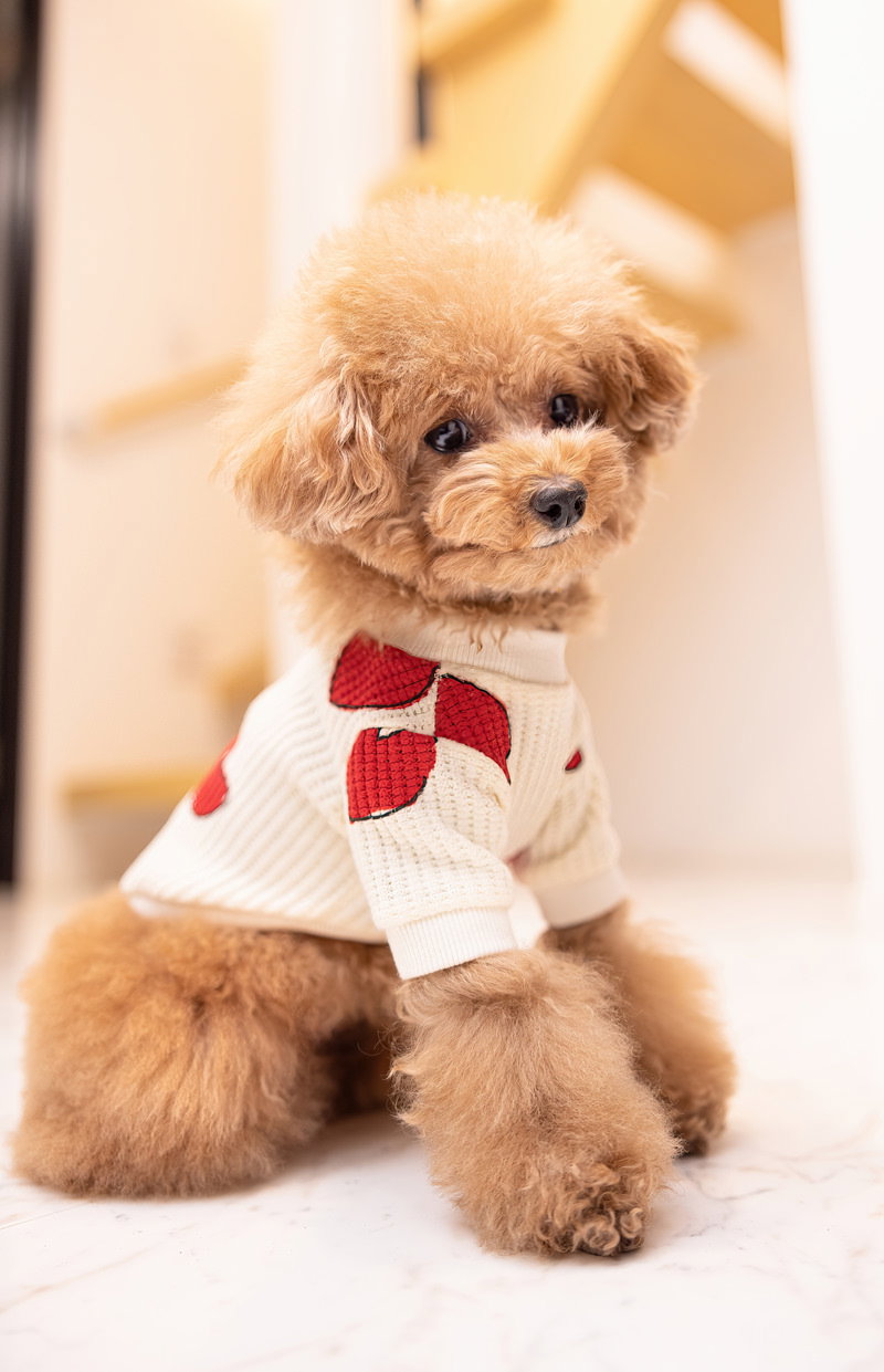 赤いリボンを着けて室内で座っているトイプードル［モデル：こてつ］