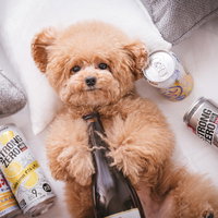 働いたら負けだと思っているトイプードルとストゼロの写真