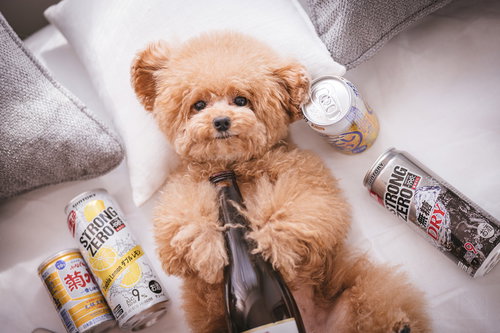 働いたら負けだと思っているトイプードルとストゼロ