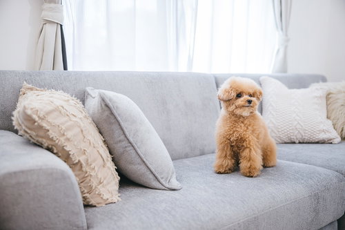 ソファーの上で落ち着いた表情で座るトイプードル