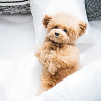 ヒトのようにベッドに横になる茶色いトイプードルの写真