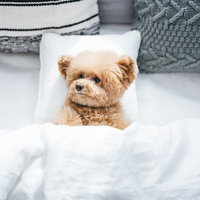 ちょこんと寝転がる茶色いトイプードルのリラックス姿の写真