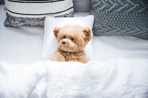 白いベッドでぐっすり眠る茶色のトイプードル