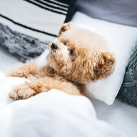 ベッドの上で人間のように寝転がるトイプードルの写真