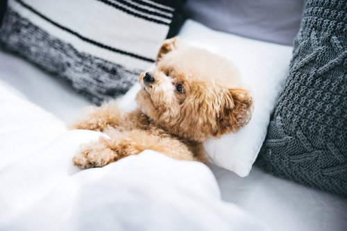 ベッドの上で人間のように寝転がるトイプードル