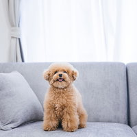 おやつが貰えると舌が出ちゃうトイプードルの写真