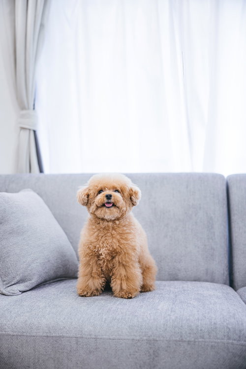 おやつが貰えると舌が出ちゃうトイプードル