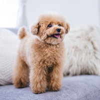 遊んでもらえると興奮しちゃうぬいぐるみのようなトイプードルの写真