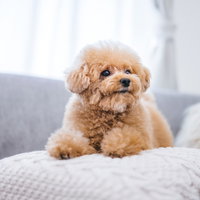 グレーのソファでくつろぐ薄茶色のトイプードルの写真