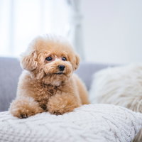 ソファーでニートを満喫するトイプードル。白いソファーでリラックスの写真