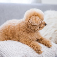 ぬいぐるみのようにモコモコしたトイプードル、白いクッションでリラックスの写真