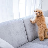 ご主人様の帰りを窓から見つめるトイプードルの写真