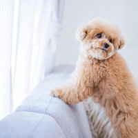 飼い主の帰りを待つトイプードルの愛犬、ソファーの背もたれに立つの写真