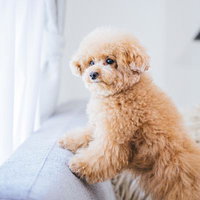 トイプードルが窓際で日向ぼっこ、ソファーの上でくつろぐ愛犬の写真