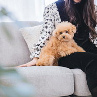 膝上のひととき トイプードルと過ごすソファーの時間の写真